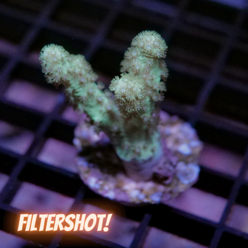 Sinularia sp. 'Neon'