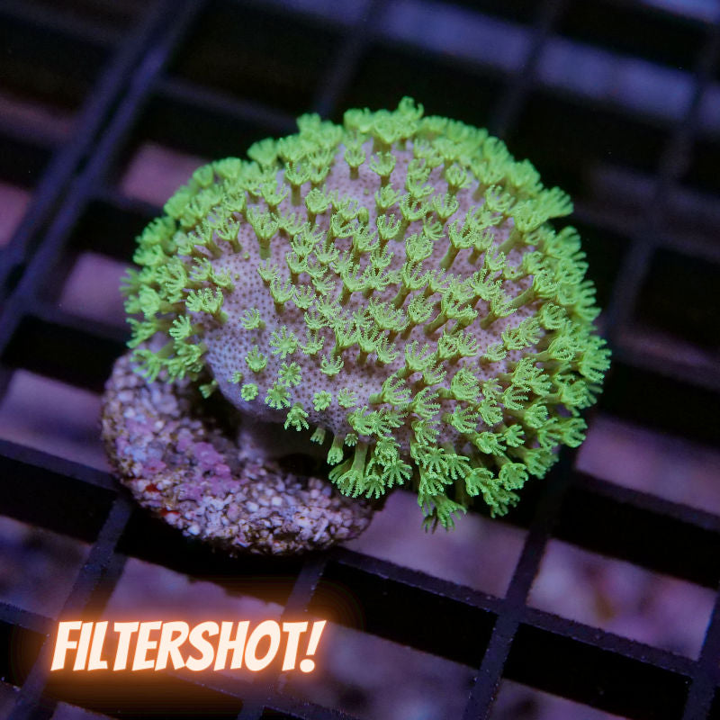 Sarcophyton 'Mauritius'