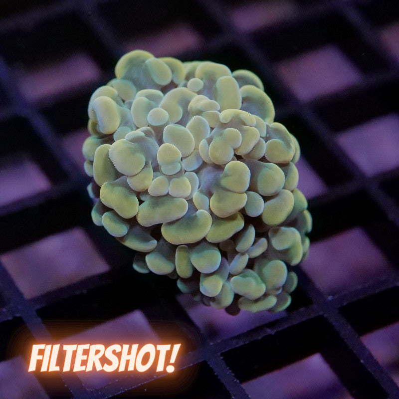 Euphyllia sp. 'Golden Hammer' S