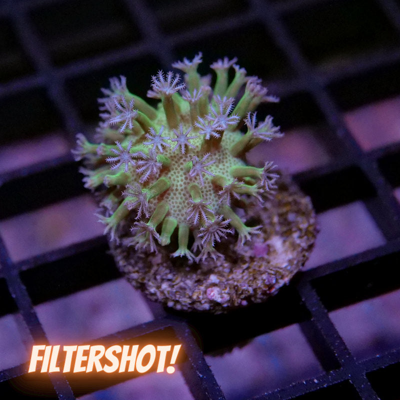 Sarcophyton 'Glow'
