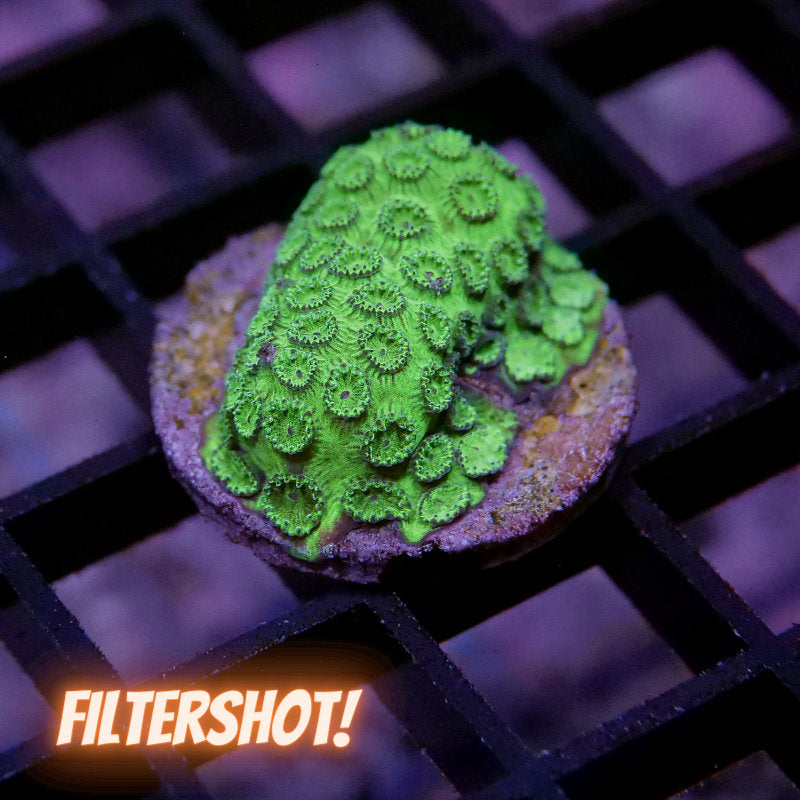 Cyphastrea sp. 'Metallic Green'