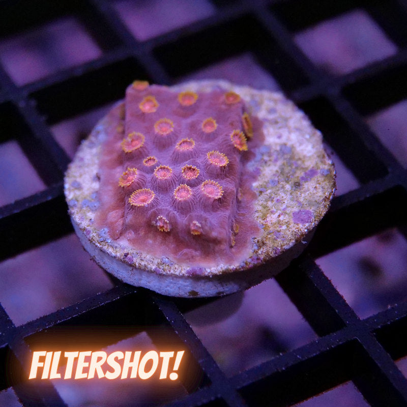 Cyphastrea sp. 'Industrial'