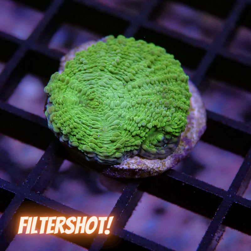 Acanthastrea echinata 'Light Green'