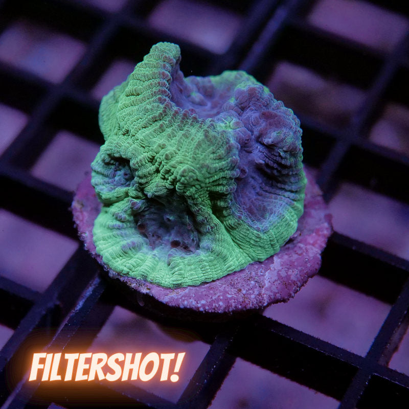 Goniastrea sp. 'Berry Mint'