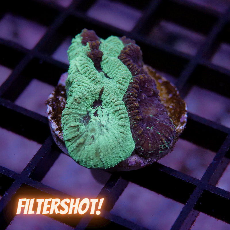 Favia sp. 'Splatter'