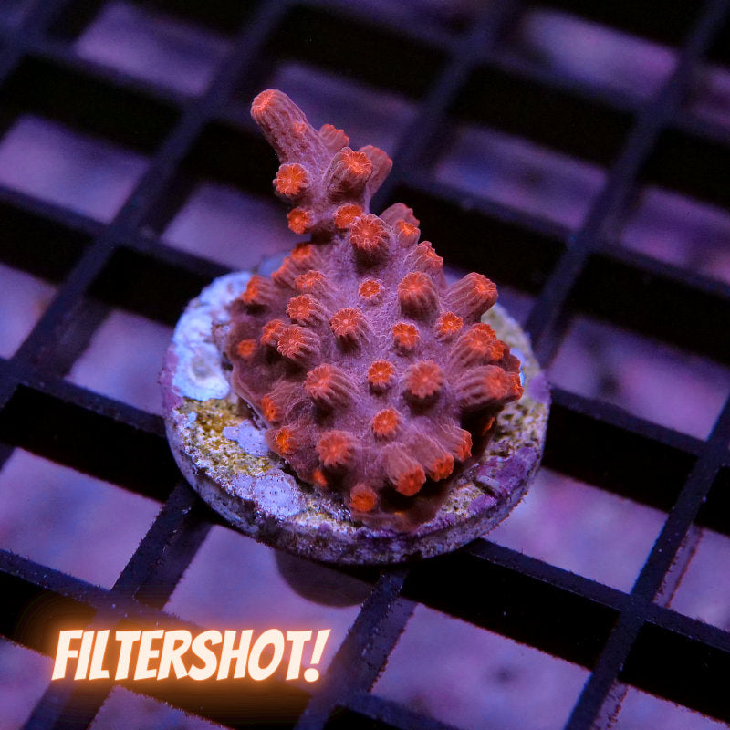 Cyphastrea decadia 'Red'