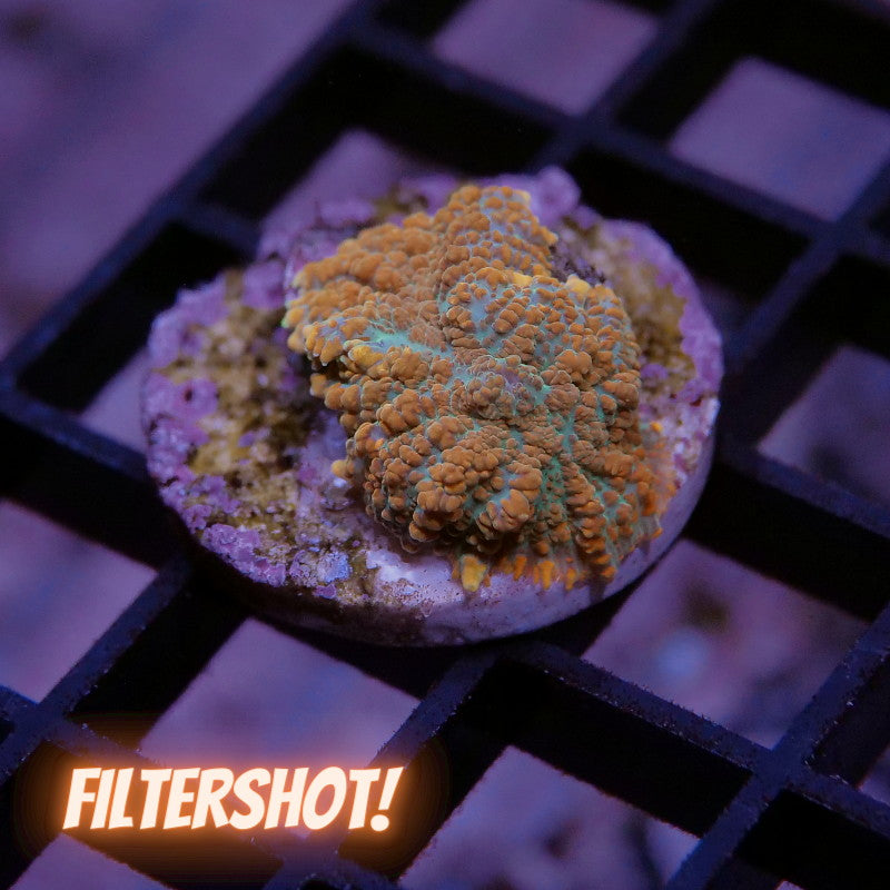 Rhodactis sp. 'Orange'