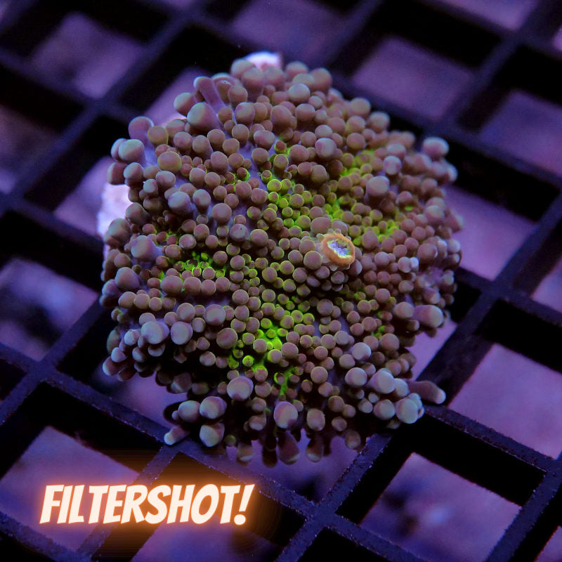 Ricordea yuma 'Green'