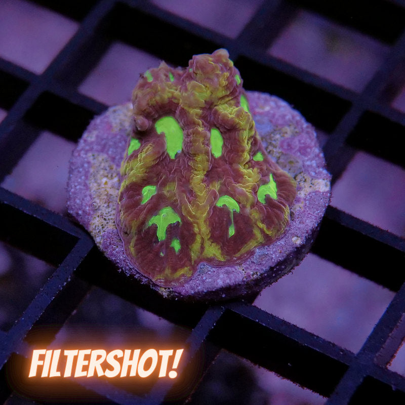 Favia sp. 'God of War'