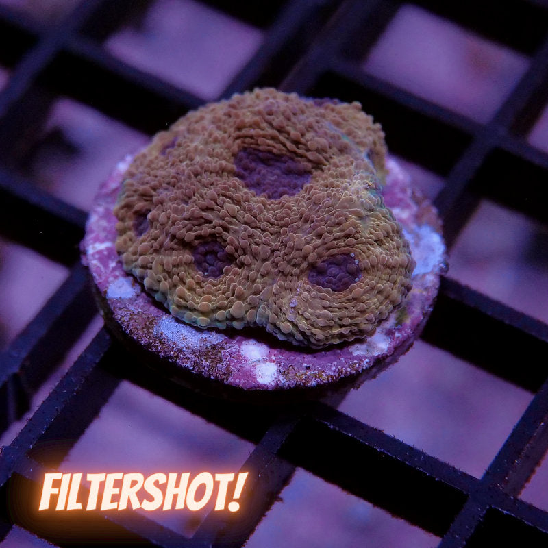 Acanthastrea echinata 'Terra Glow'