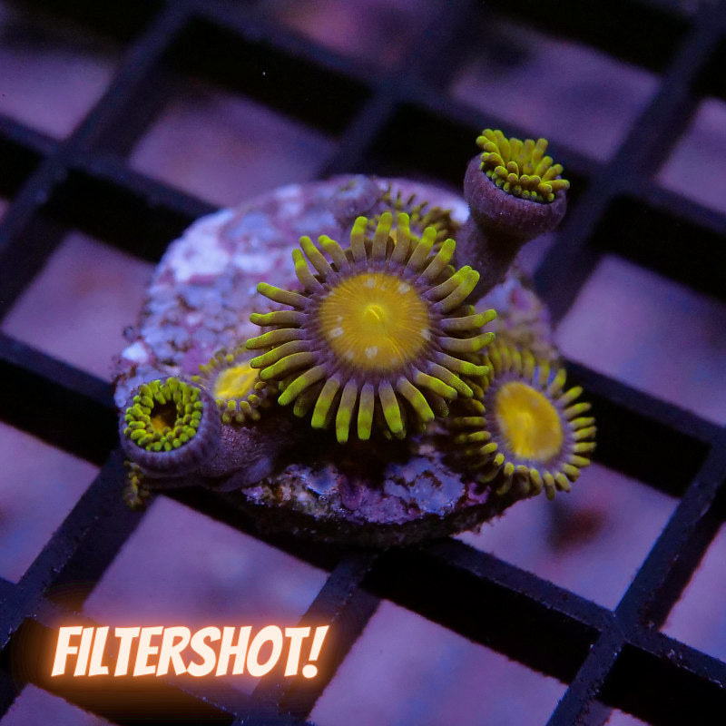 Zoanthus sp. 'King Midas'