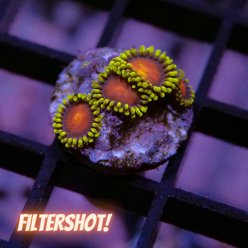 Zoanthus sp. 'Dragons Eye'