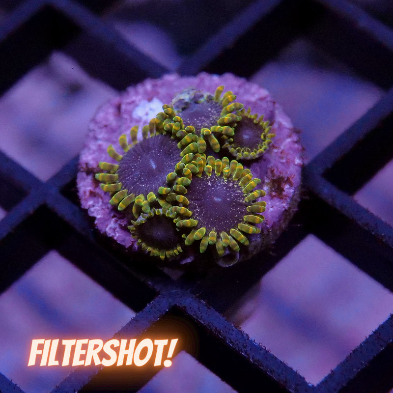 Zoanthus sp. 'Tantrum'