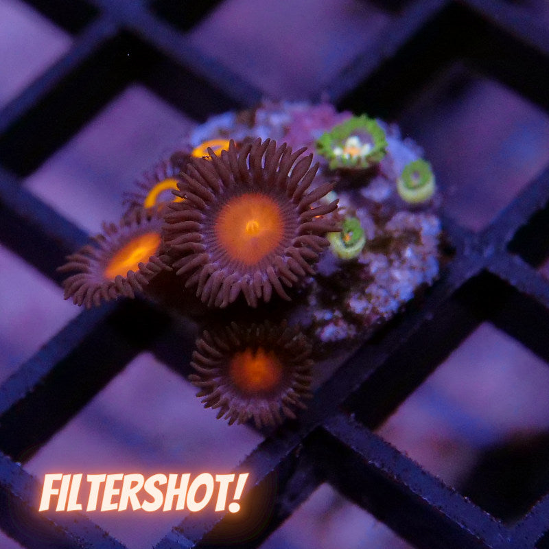 Zoanthus sp. Mix 'Hawaiian Sunset meets Johnny Pumpkin & Stargazer'