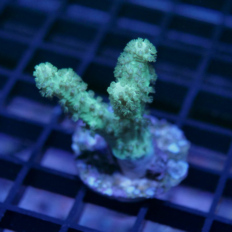 Sinularia sp. 'Neon'