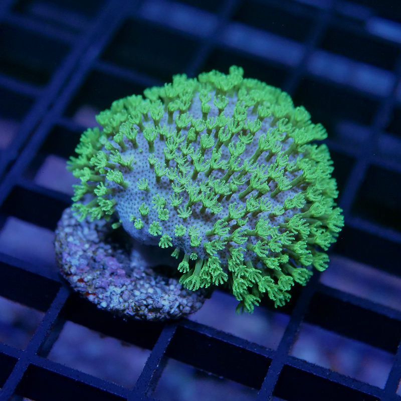 Sarcophyton 'Mauritius'