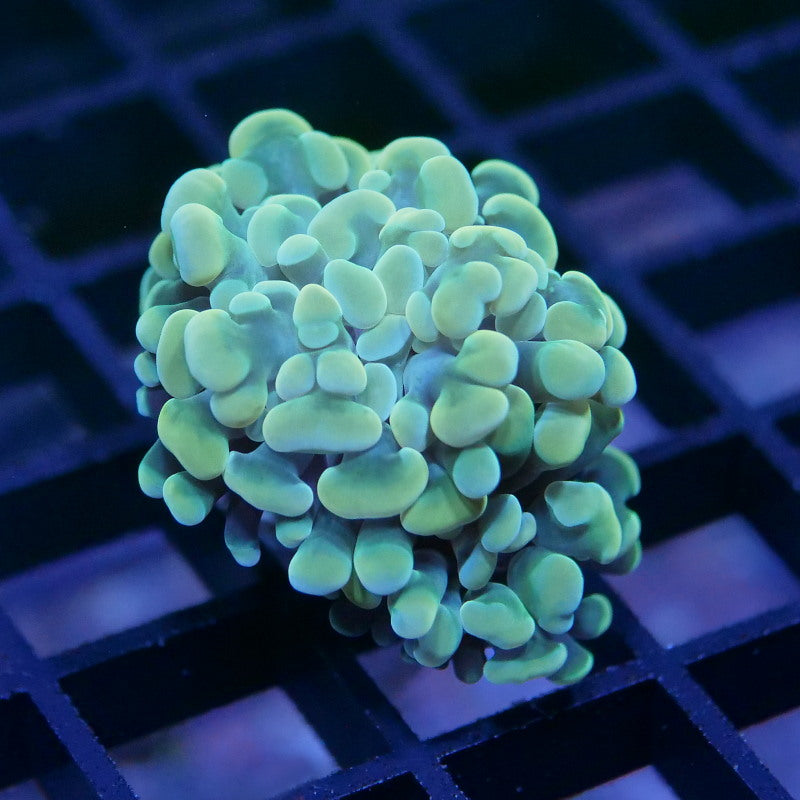 Euphyllia sp. 'Golden Hammer' S