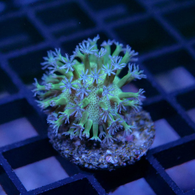 Sarcophyton 'Glow'