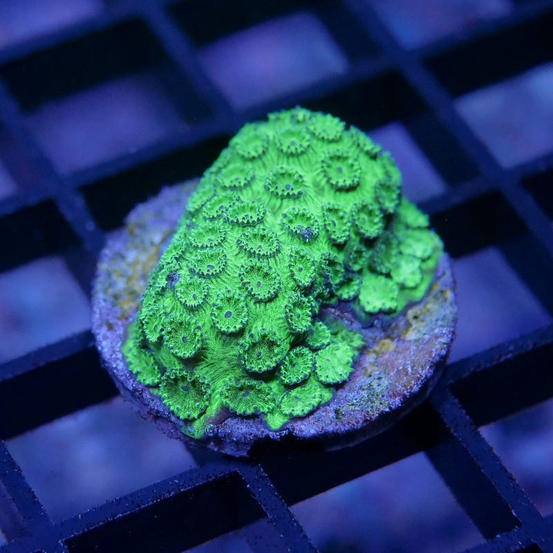 Cyphastrea sp. 'Metallic Green'