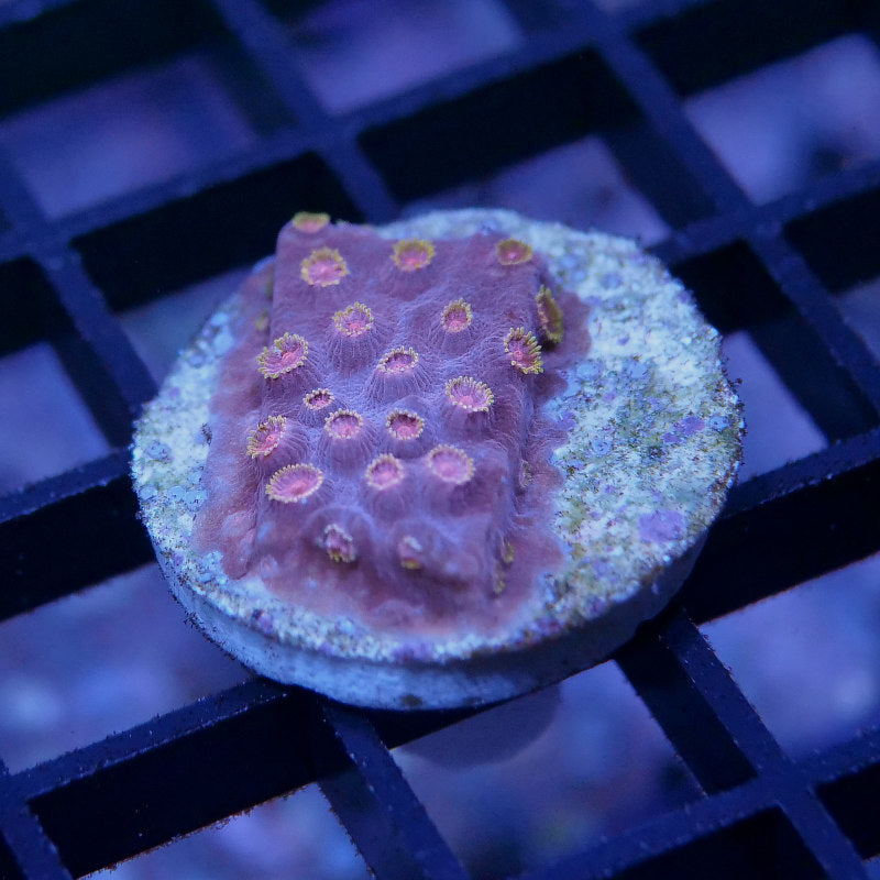 Cyphastrea sp. 'Industrial'