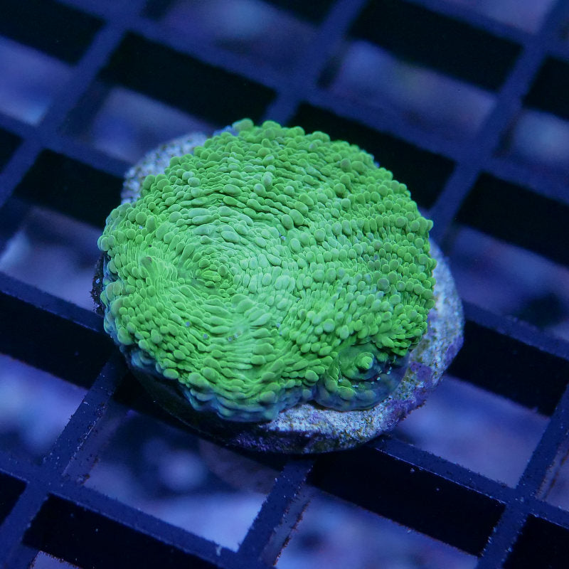 Acanthastrea echinata 'Light Green'