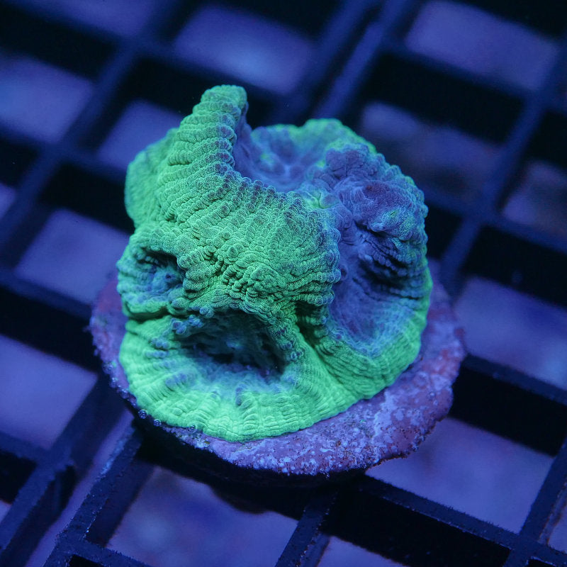 Goniastrea sp. 'Berry Mint'