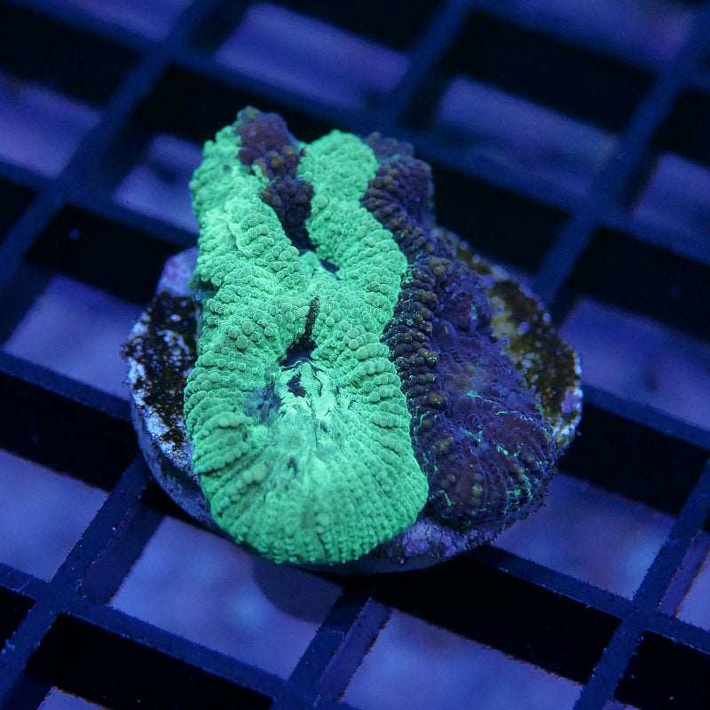 Favia sp. 'Splatter'