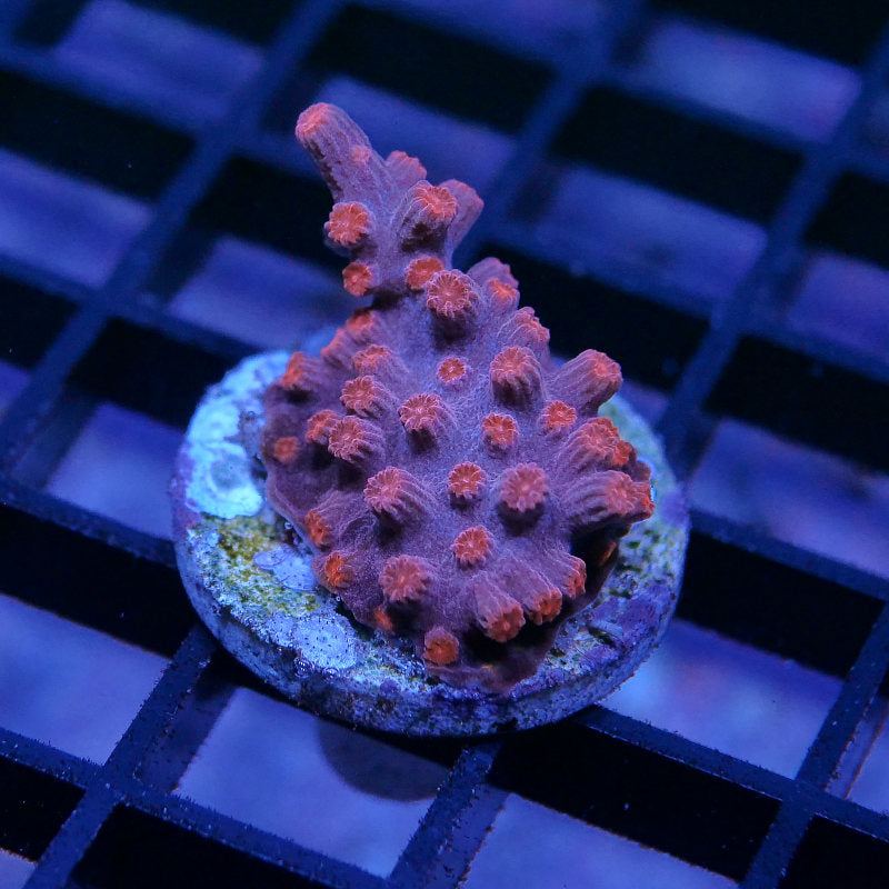 Cyphastrea decadia 'Red'