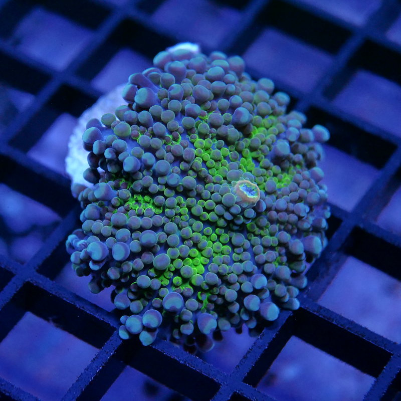 Ricordea yuma 'Green'