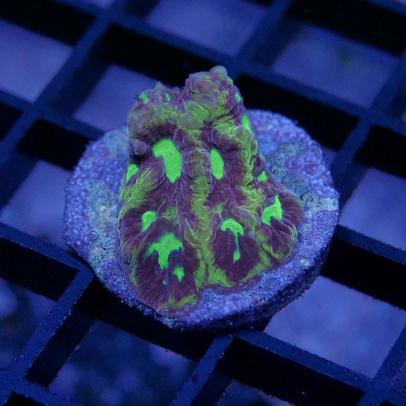 Favia sp. 'God of War'