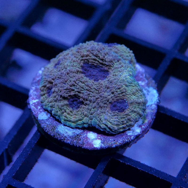 Acanthastrea echinata 'Terra Glow'
