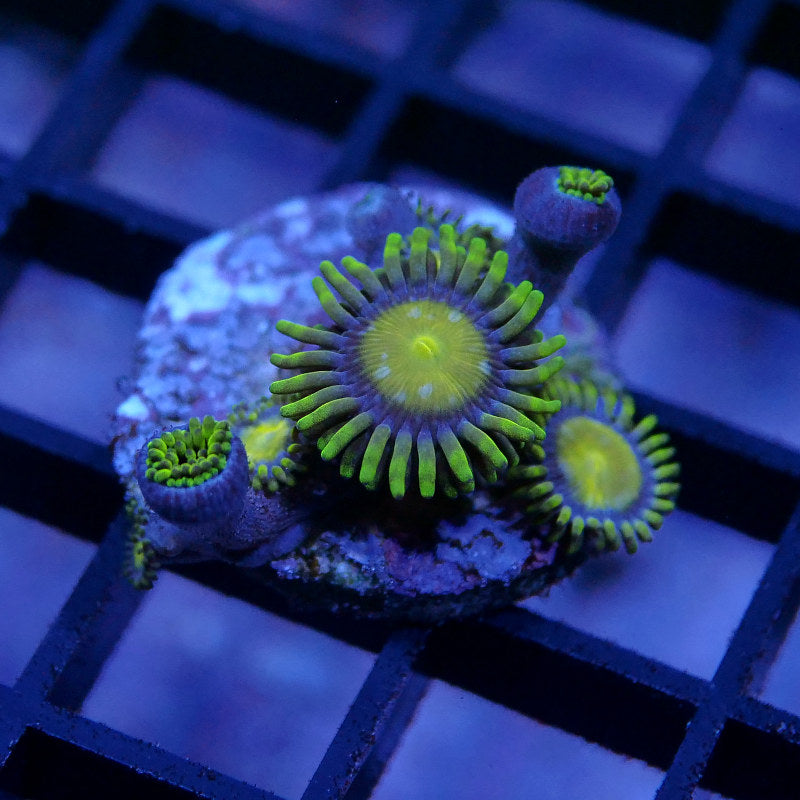 Zoanthus sp. 'King Midas'