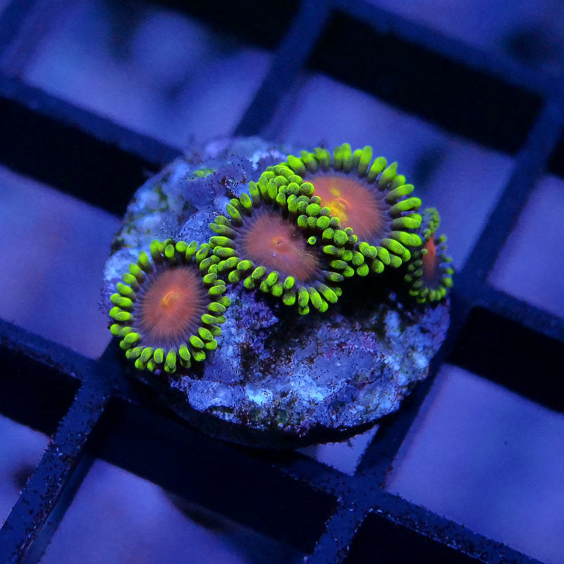 Zoanthus sp. 'Dragons Eye'