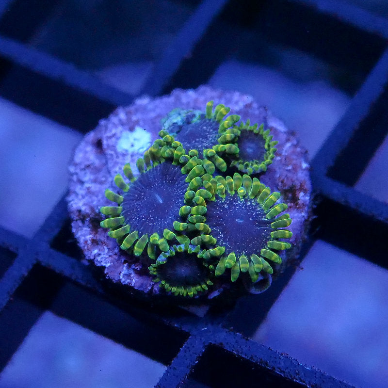 Zoanthus sp. 'Tantrum'