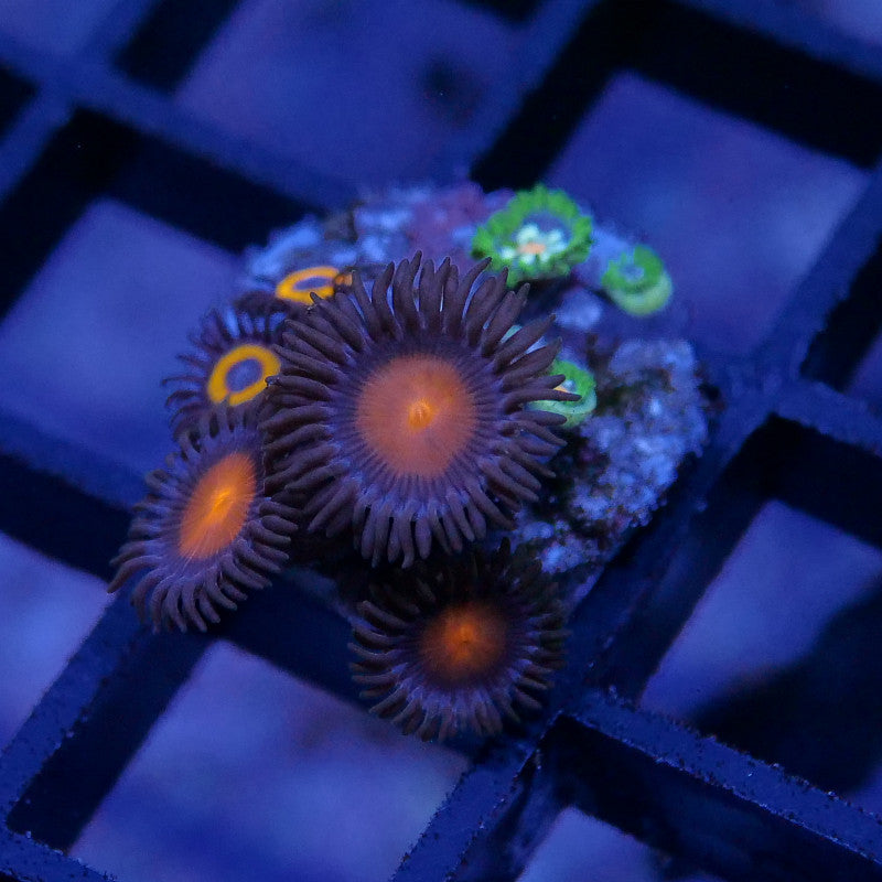 Zoanthus sp. Mix 'Hawaiian Sunset meets Johnny Pumpkin & Stargazer'