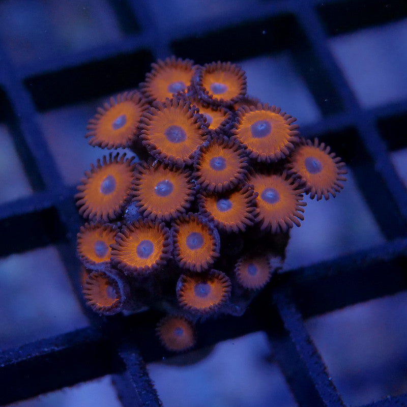 Zoanthus sp. 'Tigers Blood'