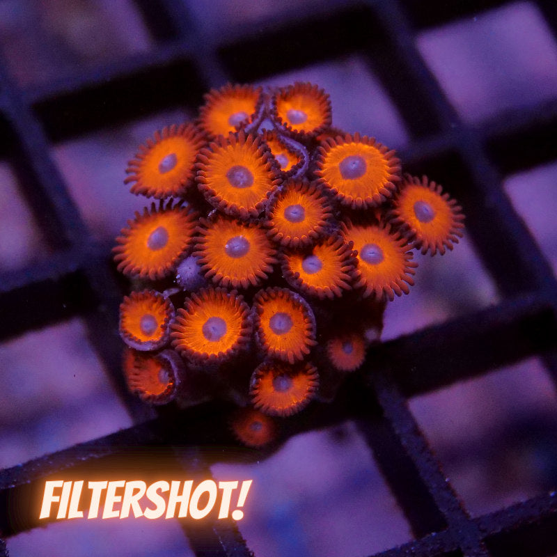 Zoanthus sp. 'Tigers Blood'