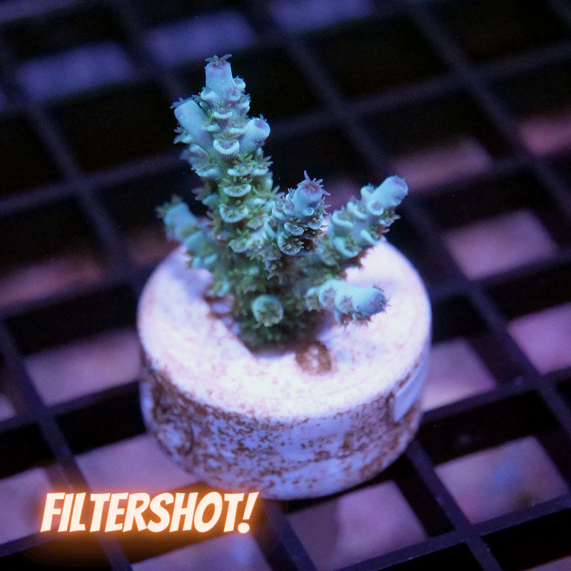 Acropora kenti - SciReef Twin - Grade 1