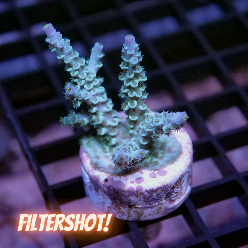 Acropora kenti - SciReef Twin - Grade 1