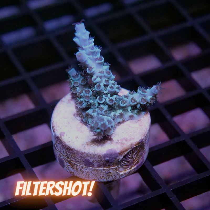 Acropora kenti - SciReef Twin - Grade 1