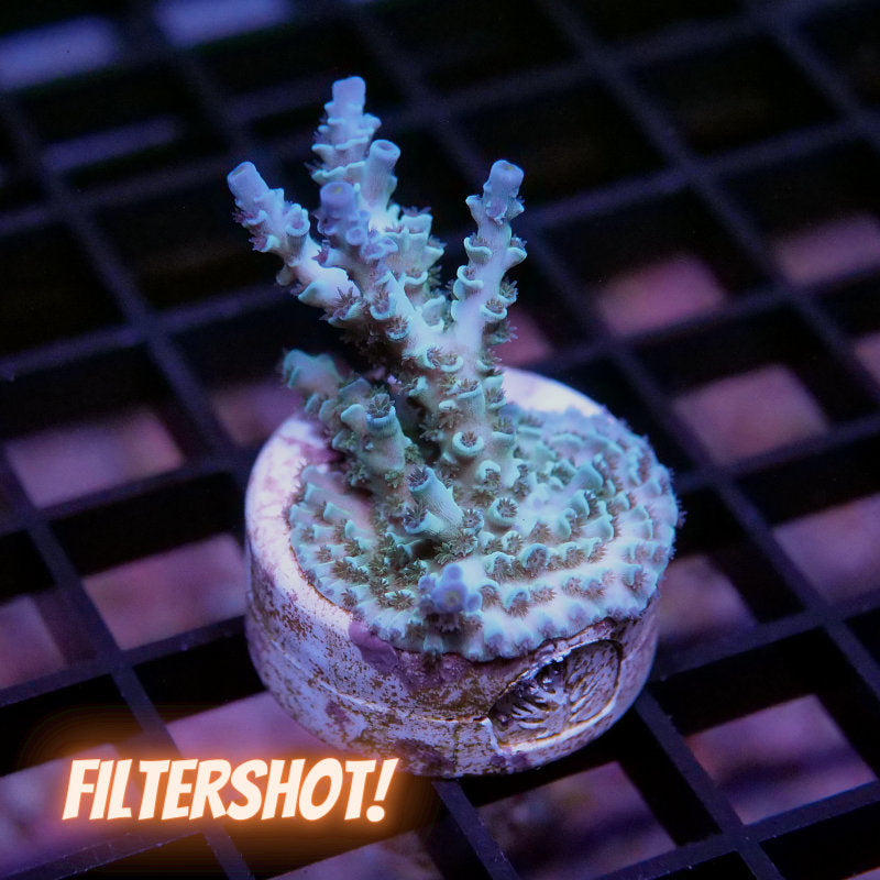 Acropora kenti - SciReef Twin - Grade 1