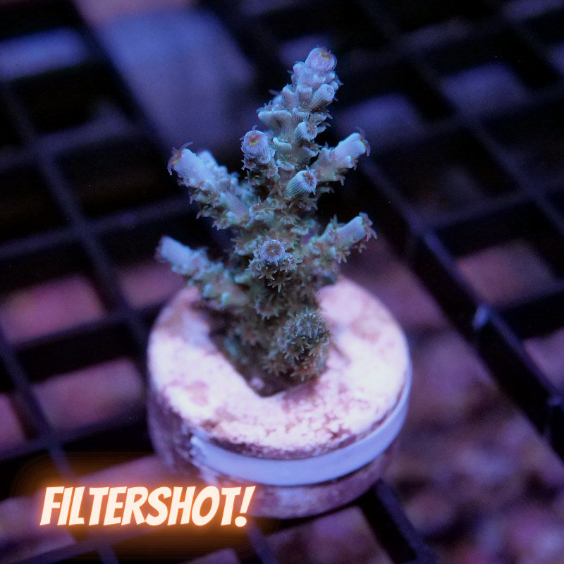 Acropora kenti - SciReef Twin - Grade 1