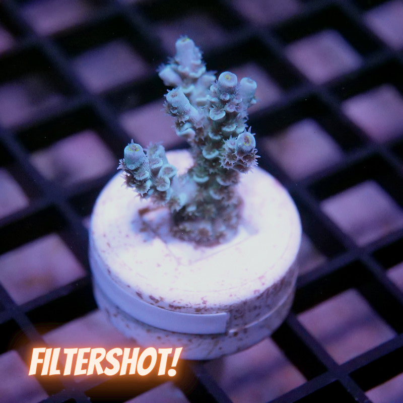 Acropora kenti - SciReef Twin - Grade 1