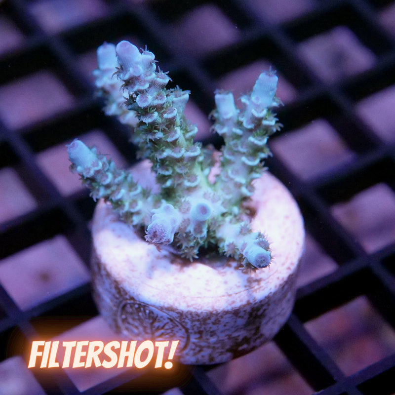 Acropora kenti - SciReef Twin - Grade 1