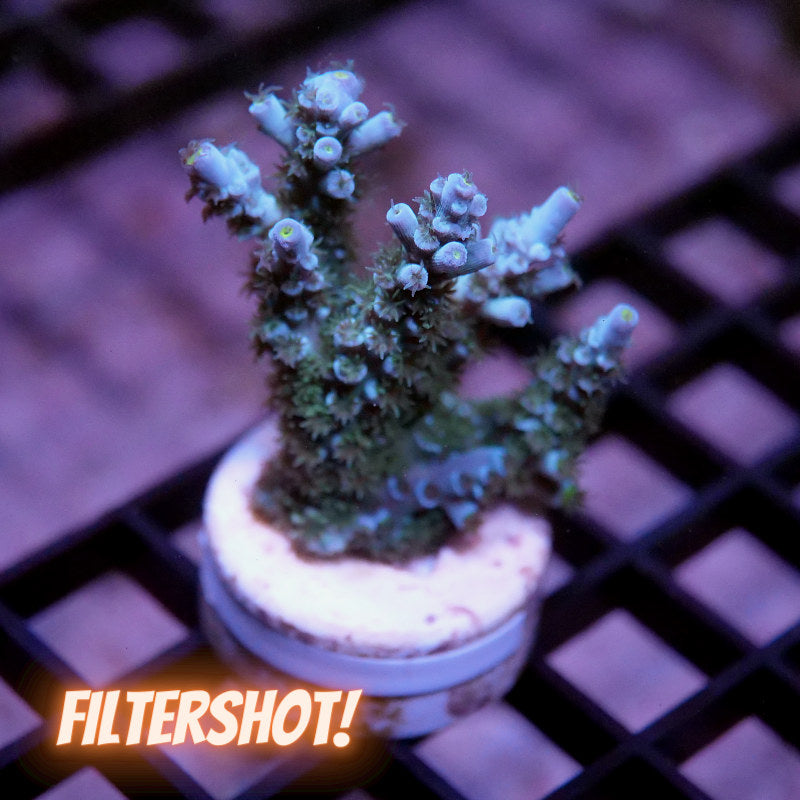 Acropora kenti - SciReef Twin - Grade 1