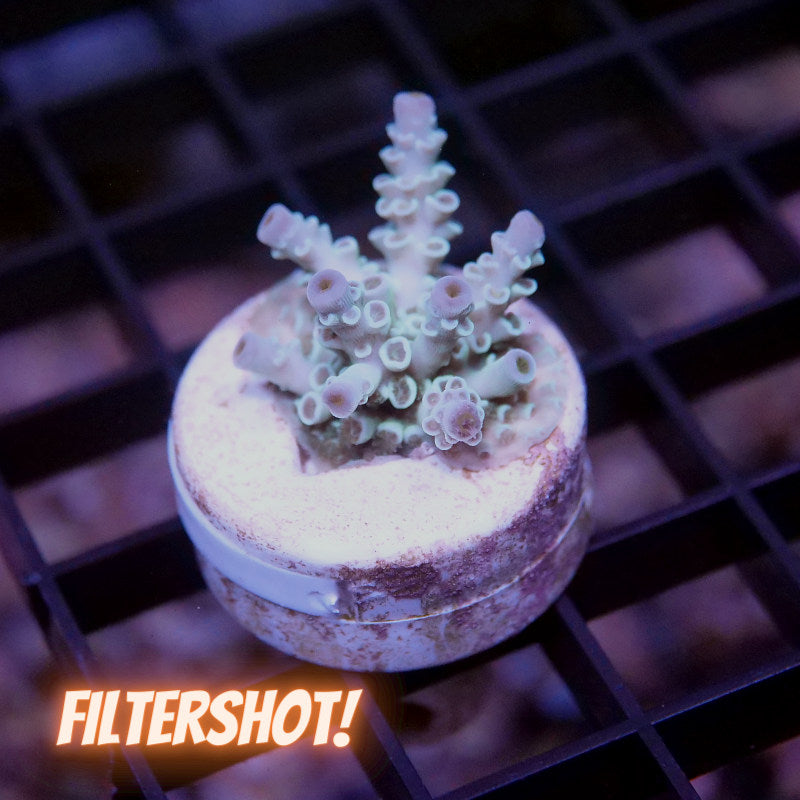 Acropora kenti - SciReef Twin - Grade 2