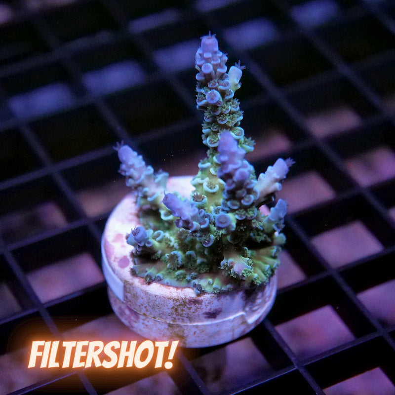 Acropora kenti - SciReef Twin - Grade 2