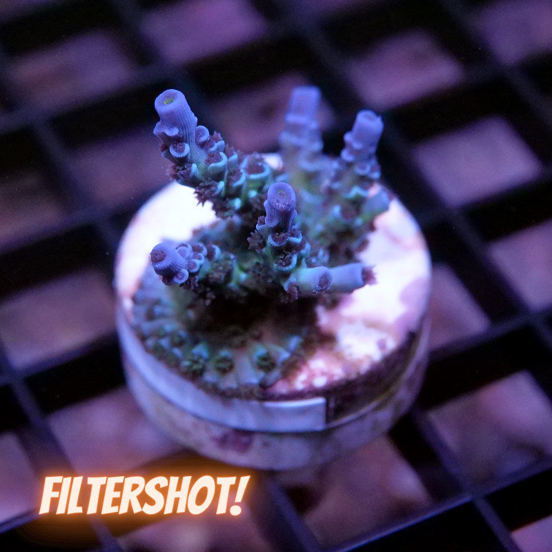 Acropora kenti - SciReef Twin - Grade 2