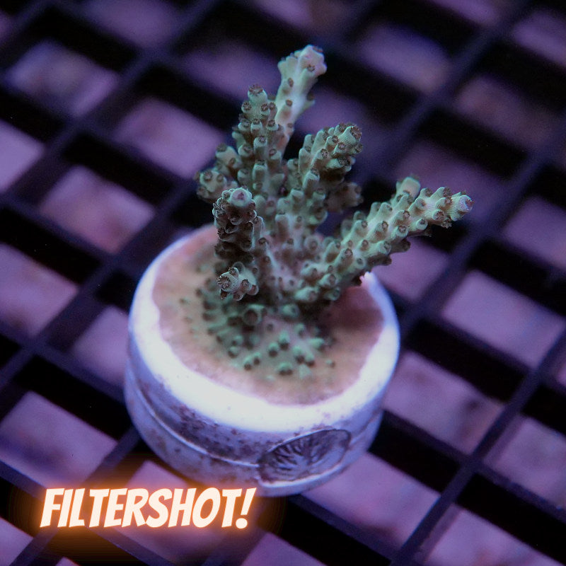 Acropora nasuta - SciReef Twin