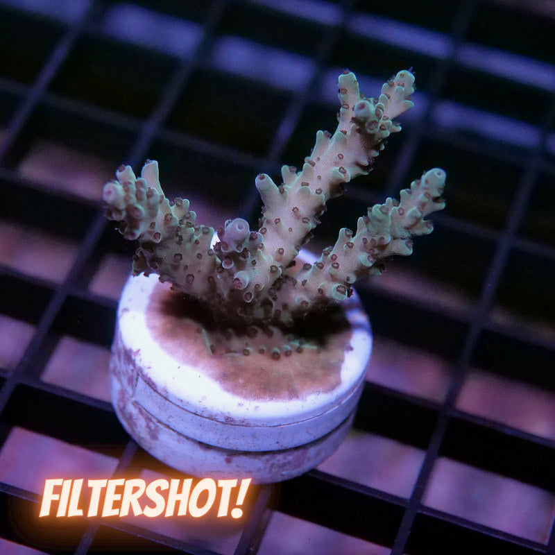 Acropora nasuta - SciReef Twin